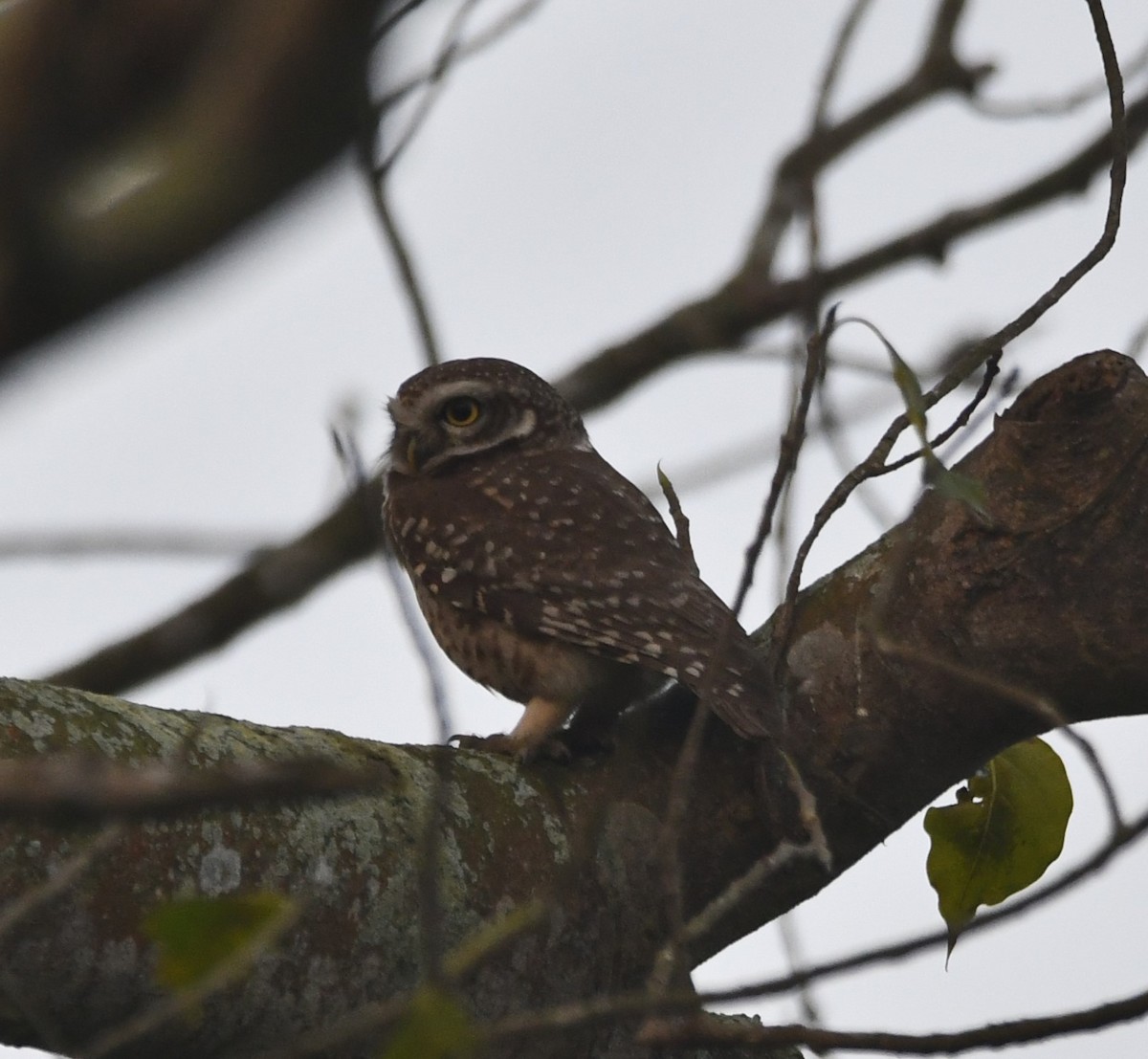 Spotted Owlet - ML620443079