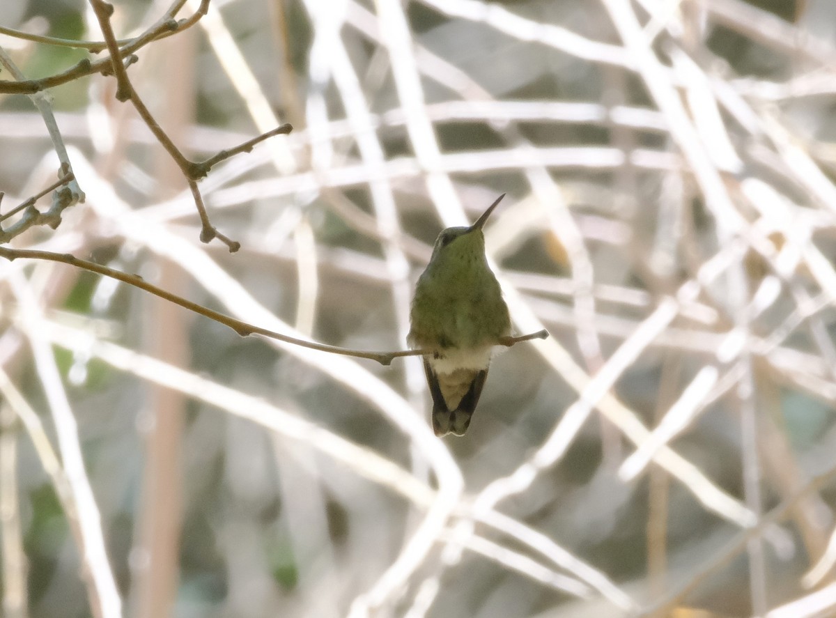 Costa's Hummingbird - Andrea Webb