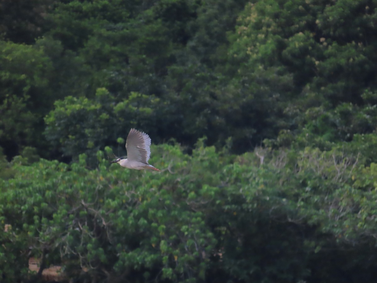 Black-crowned Night Heron - ML620443086