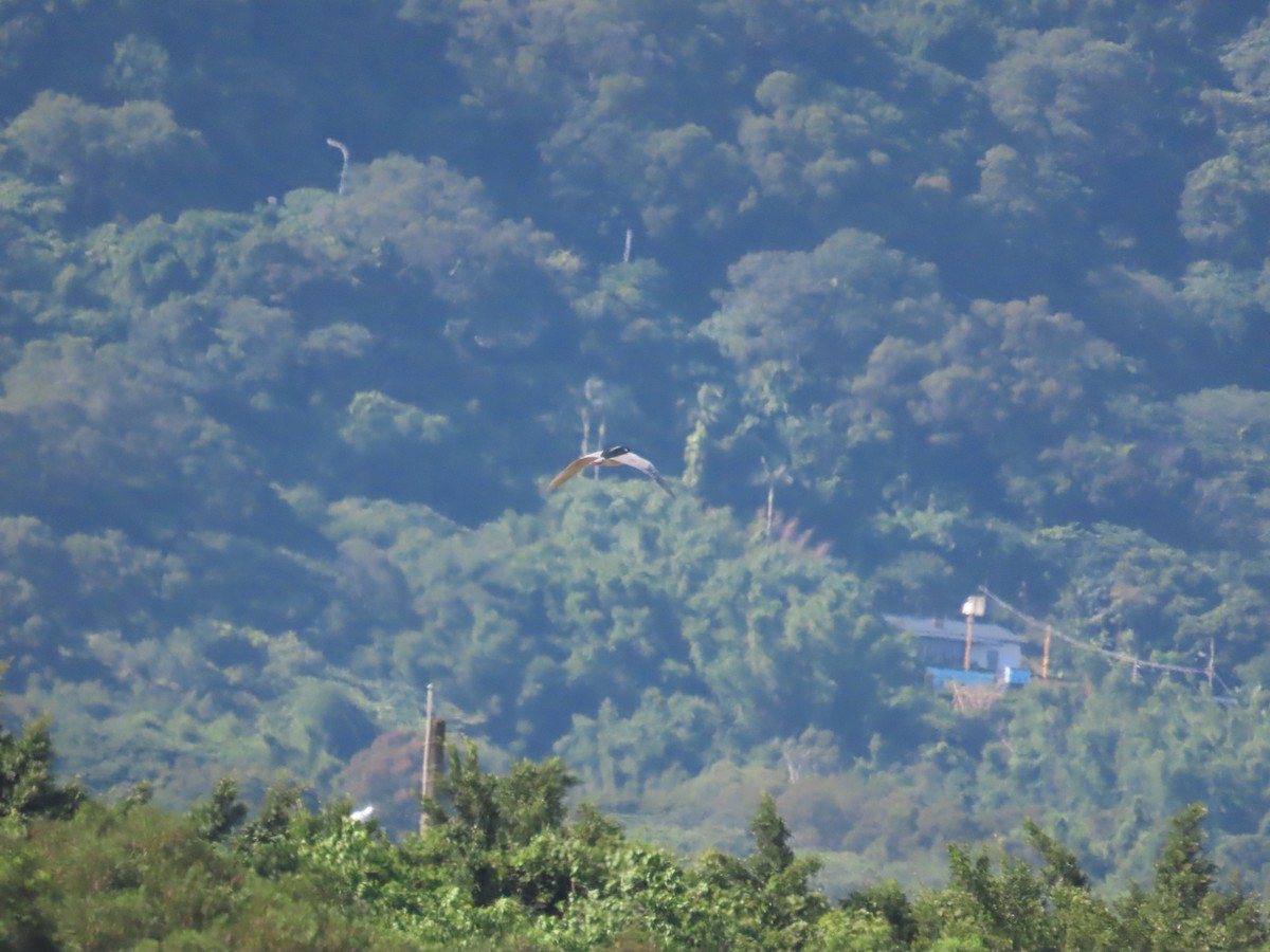 Black-crowned Night Heron - ML620443087