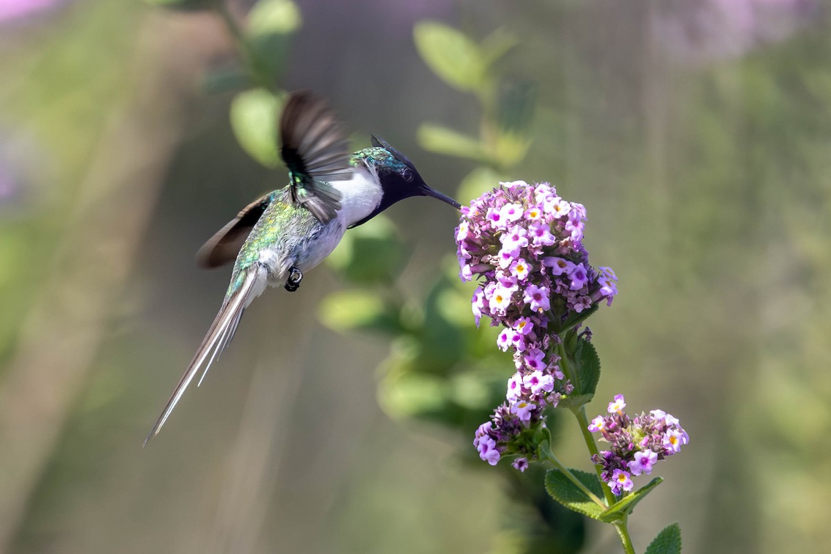 Goldhauben-Schmuckkolibri - ML620443088