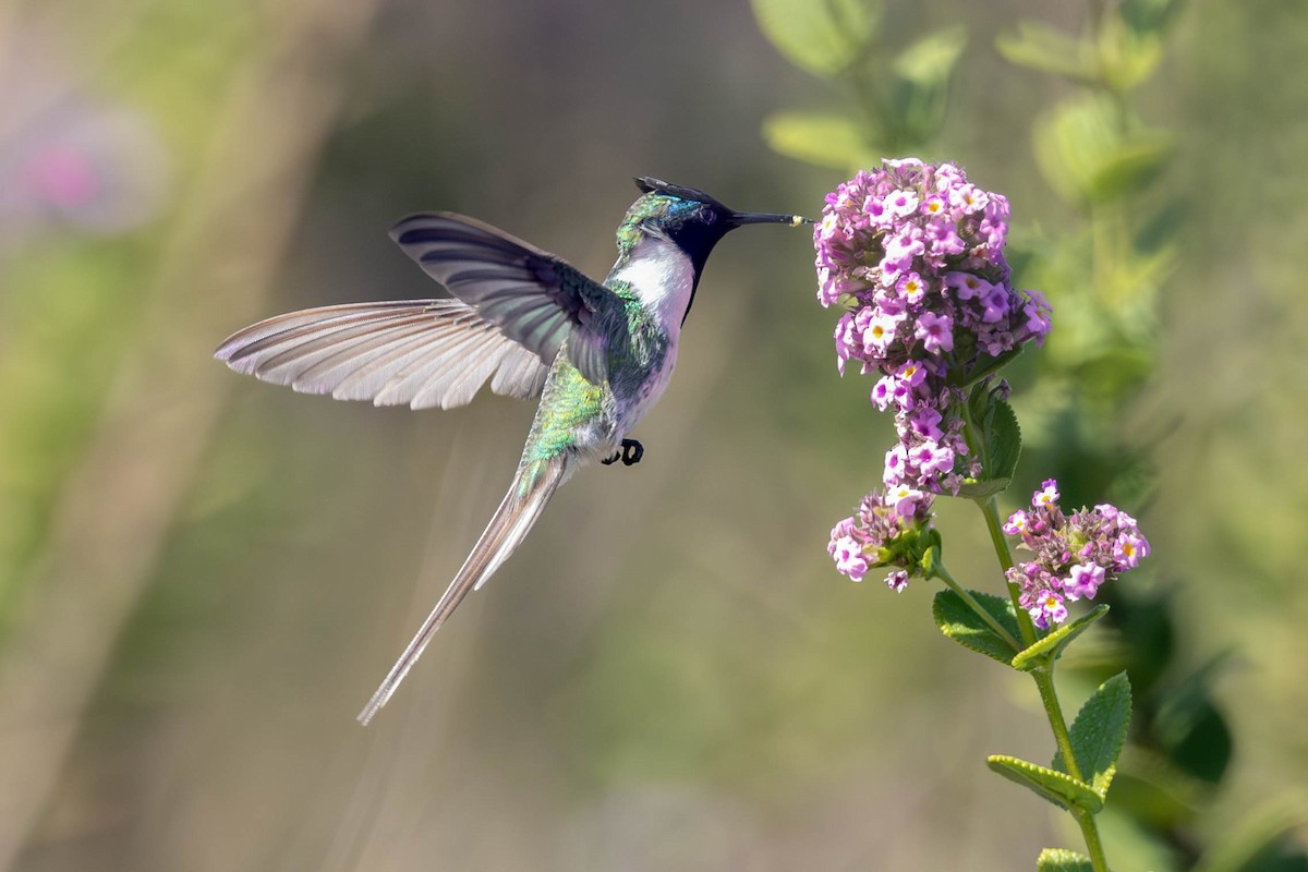 Goldhauben-Schmuckkolibri - ML620443091