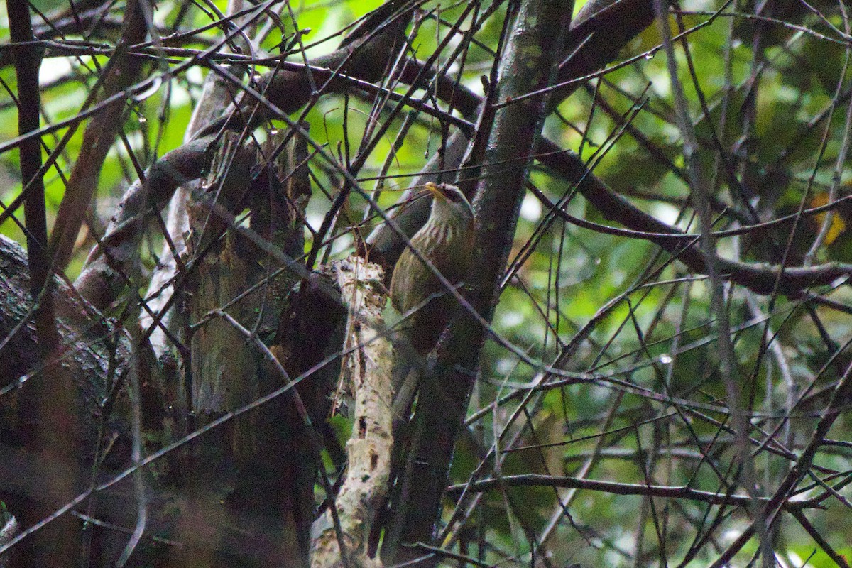 Streak-breasted Scimitar-Babbler - Jin Bai