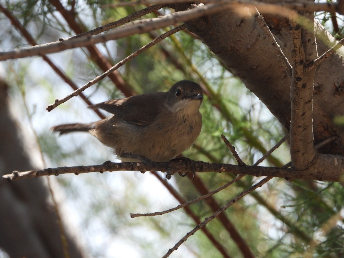 Western Subalpine Warbler - ML620443097