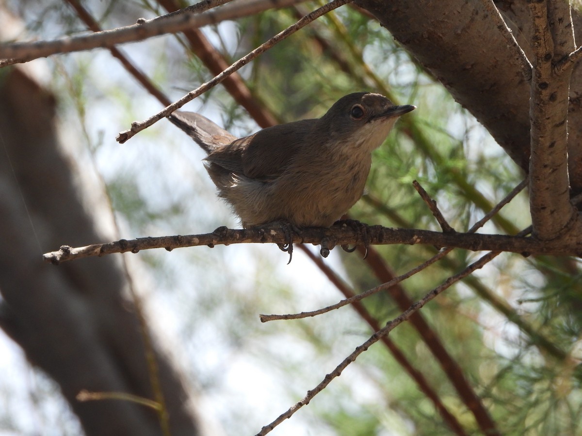 Western Subalpine Warbler - Heather Oxley