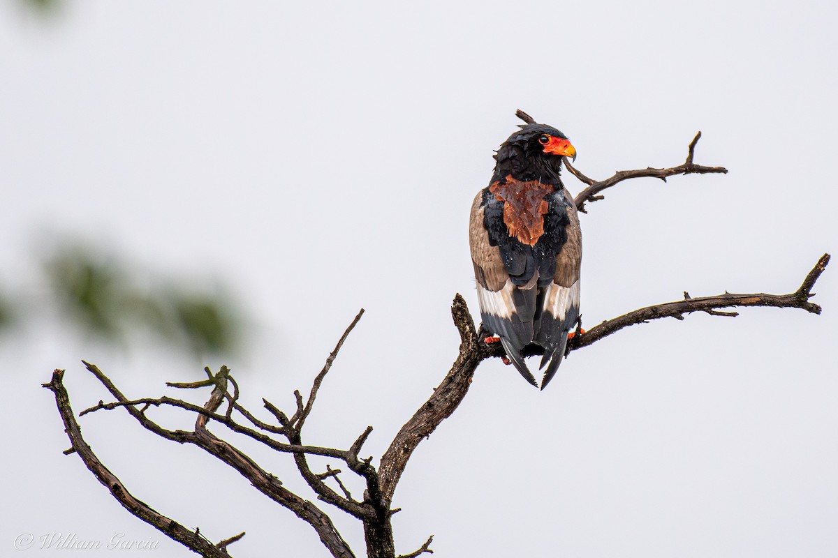 Águila Volatinera - ML620443100