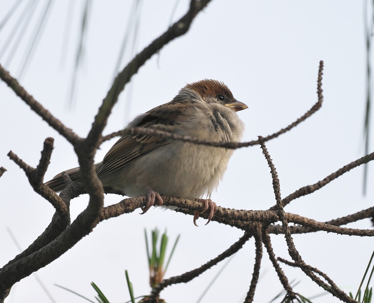 Eurasian Tree Sparrow - ML620443101