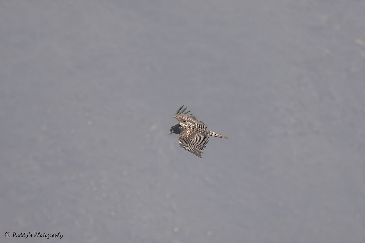 Bearded Vulture - ML620443105