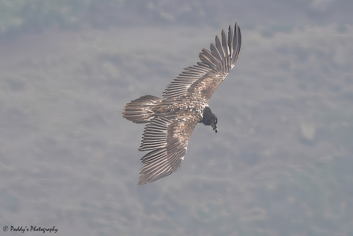 Bearded Vulture - ML620443106