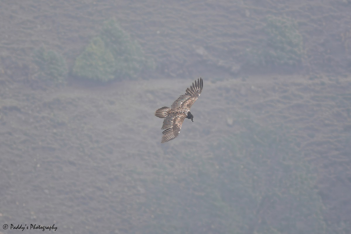 Bearded Vulture - ML620443107