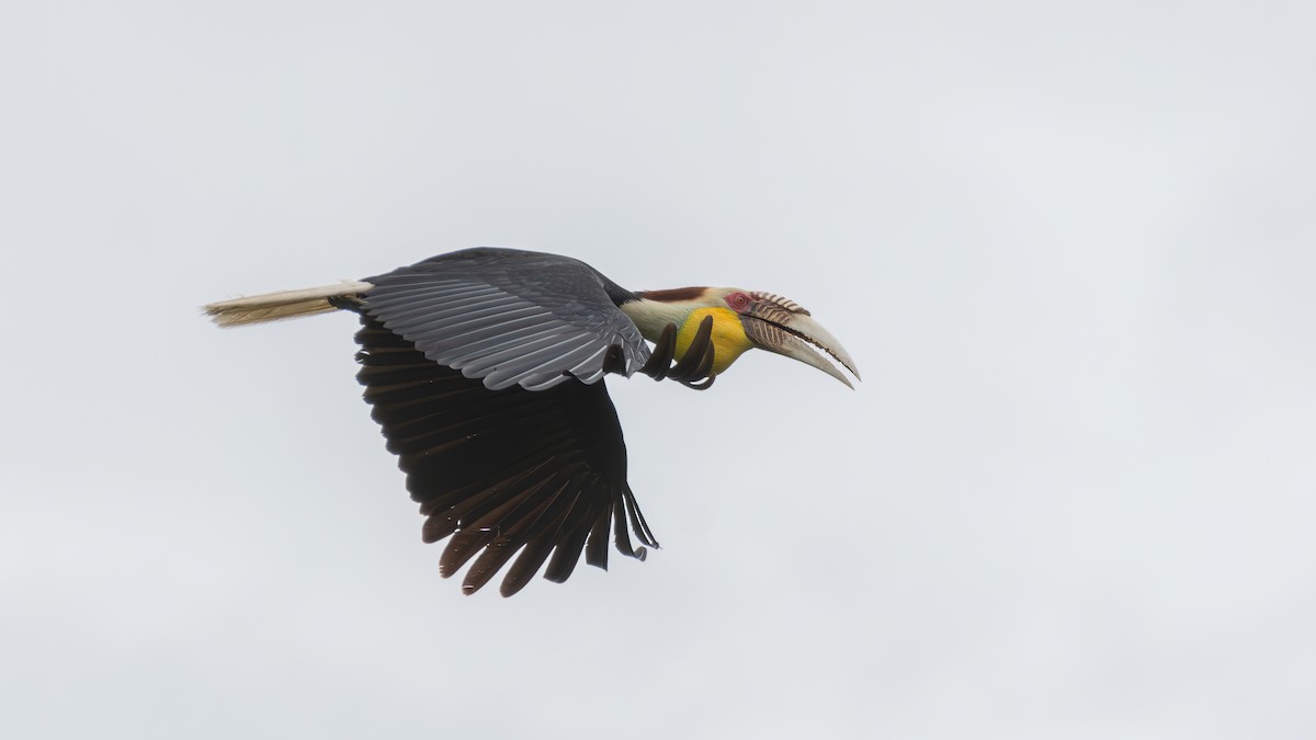 Wreathed Hornbill - ML620443109