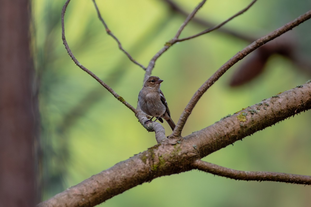 Common Chaffinch - ML620443110