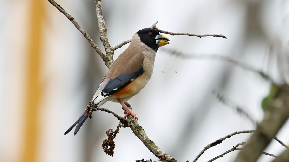 Yellow-billed Grosbeak - ML620443113