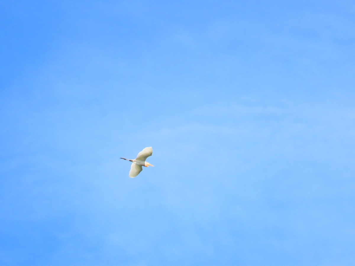 Eastern Cattle Egret - 韋勳 陳