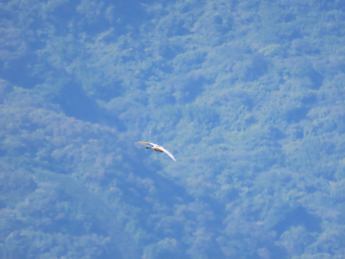 Eastern Cattle Egret - ML620443117