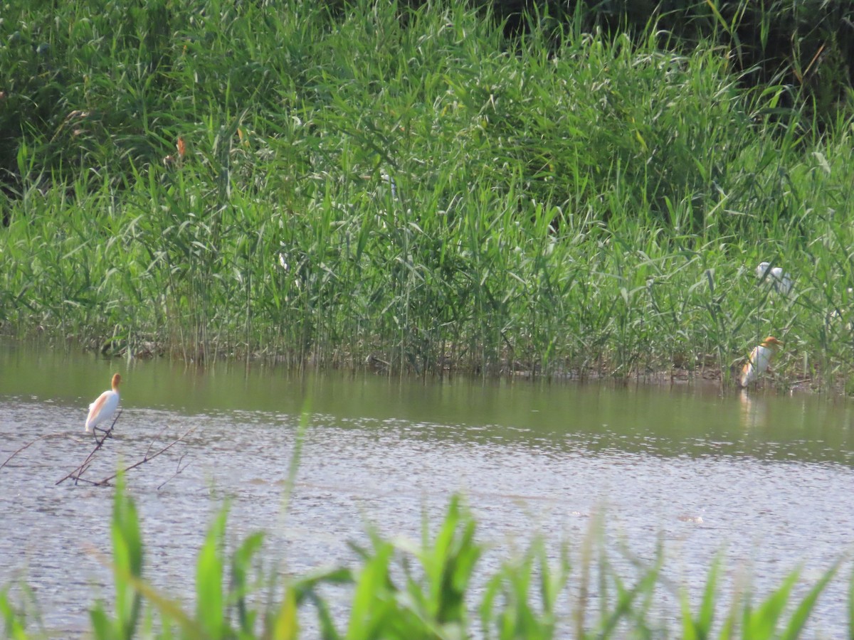 Eastern Cattle Egret - ML620443118