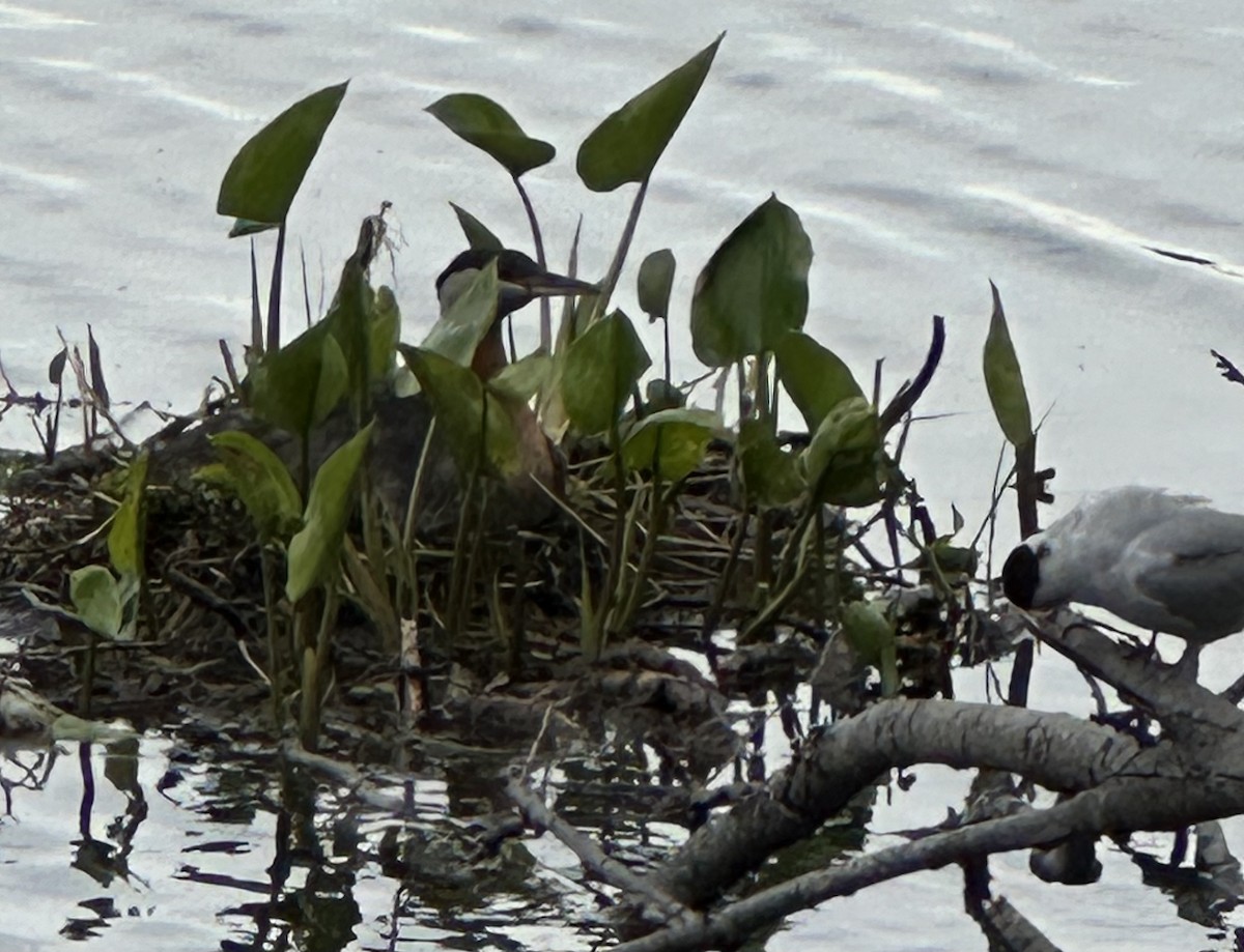 Red-necked Grebe - ML620443124