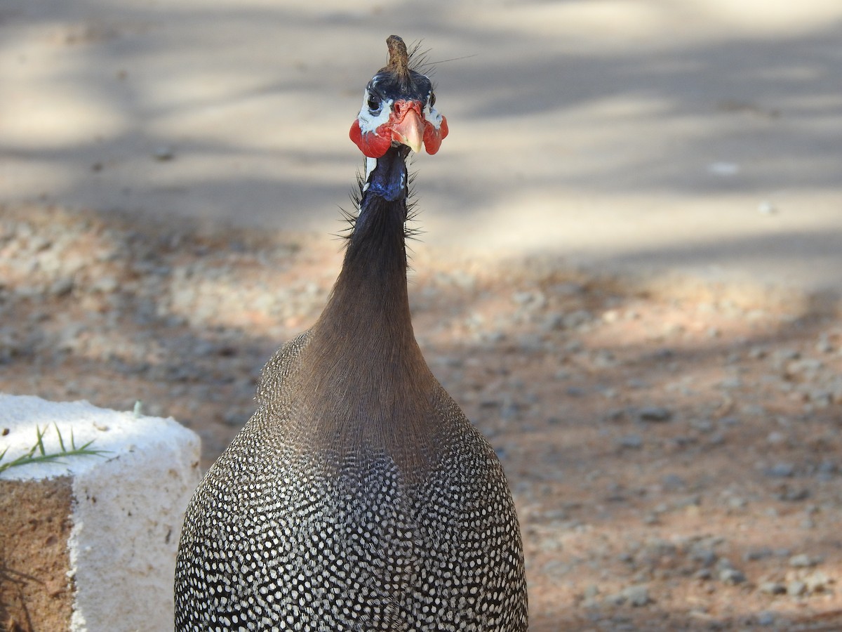 Helmeted Guineafowl (Domestic type) - ML620443125