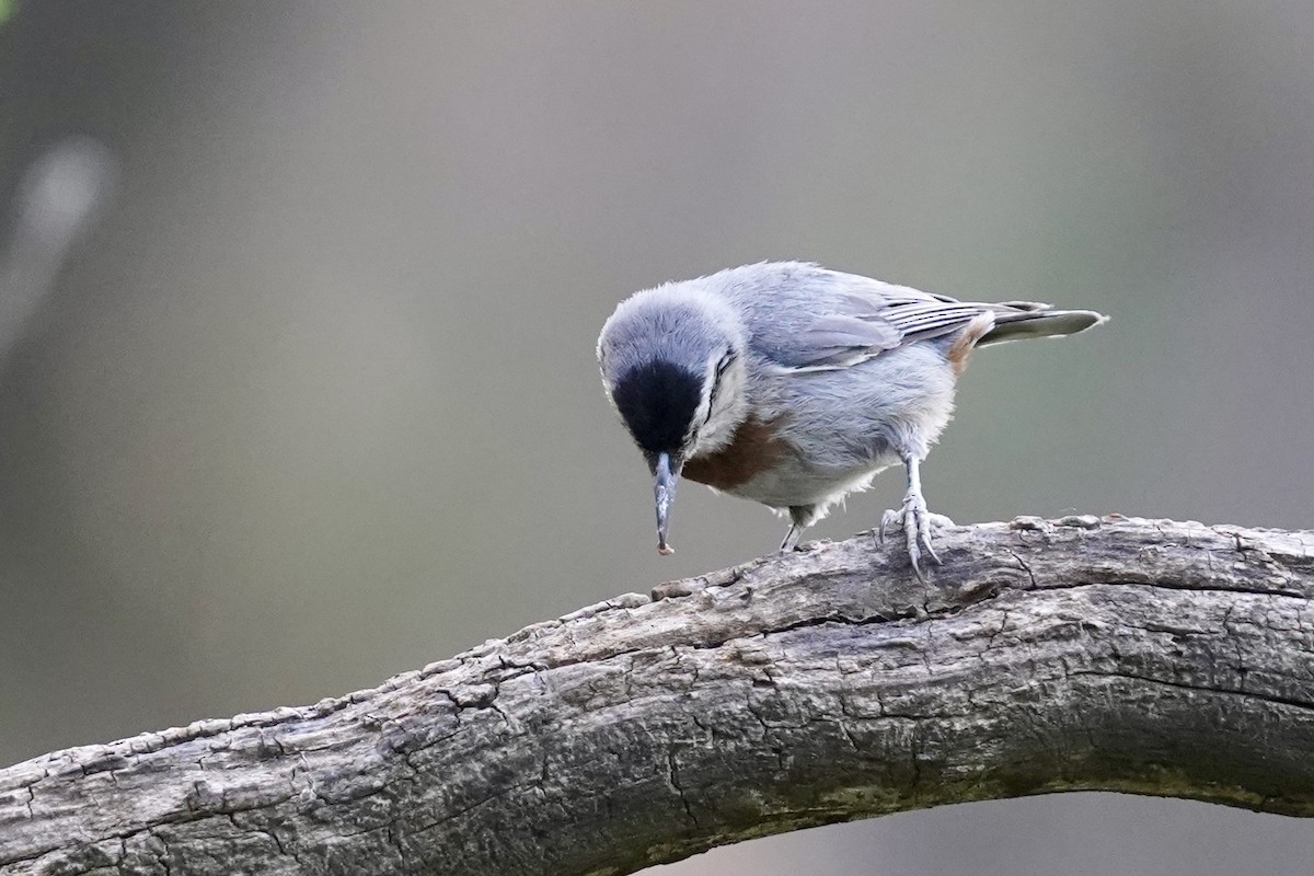 Krüper's Nuthatch - ML620443126