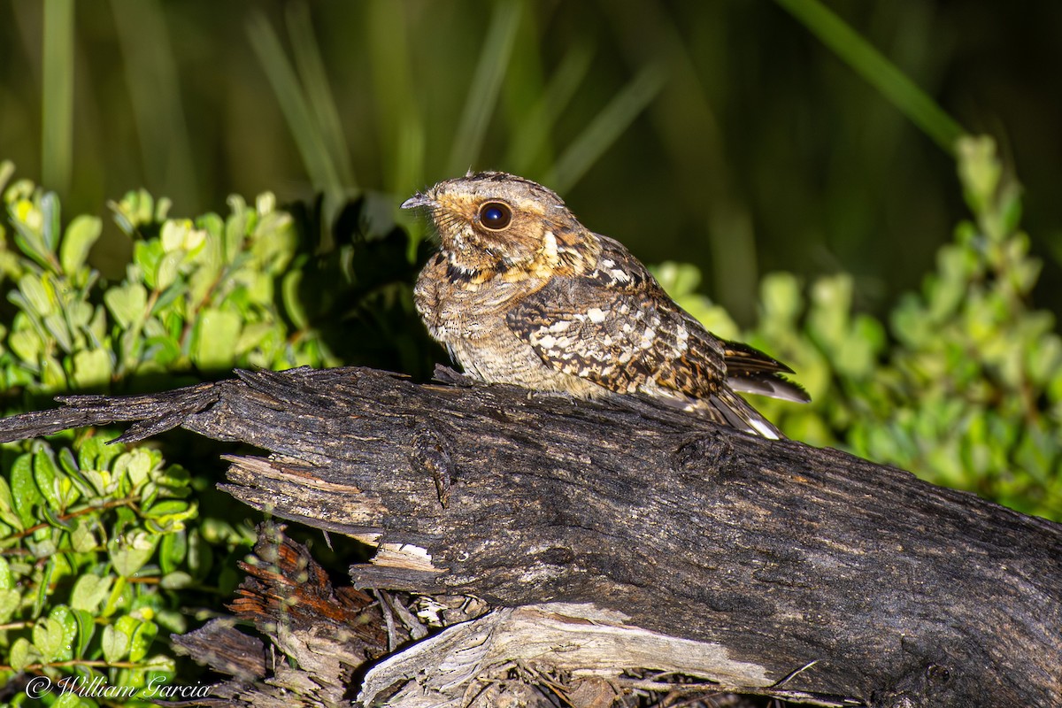 Fiery-necked Nightjar - ML620443128