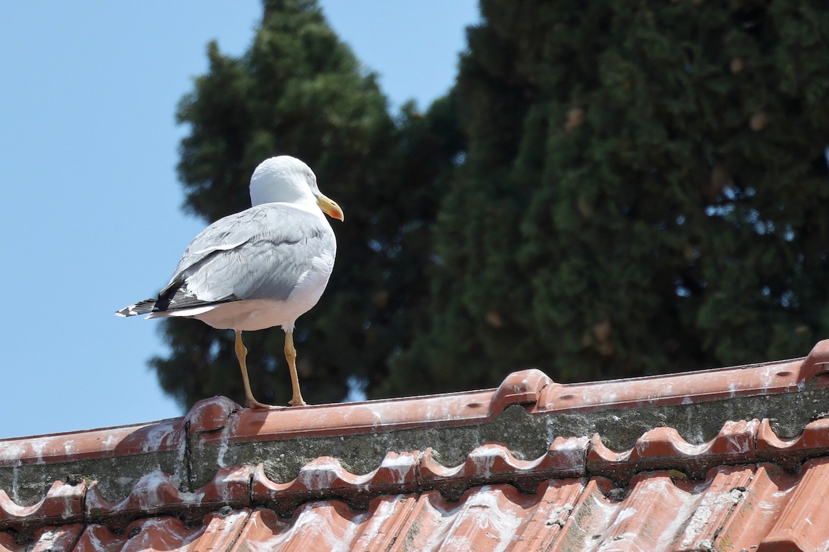 Gaviota Patiamarilla - ML620443133