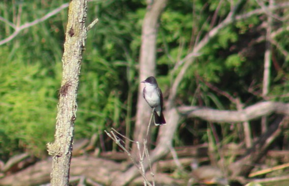 Eastern Kingbird - ML620443135