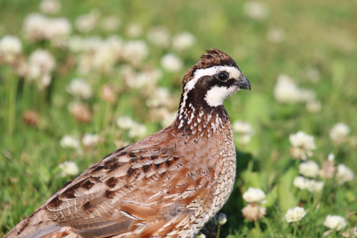 Northern Bobwhite - ML620443137