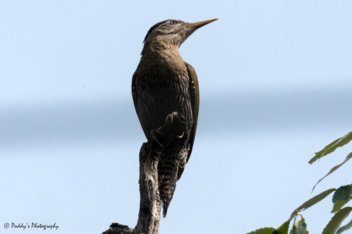 Scaly-bellied Woodpecker - ML620443138