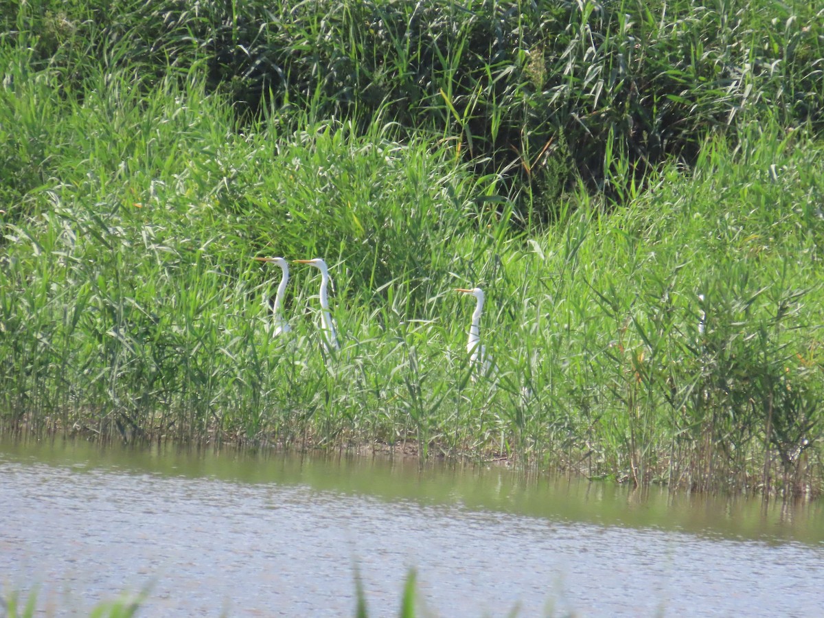 Great Egret - ML620443140