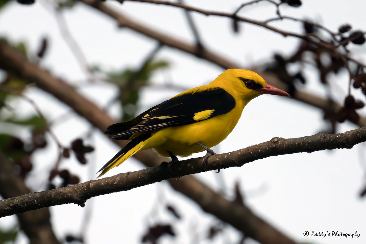 Indian Golden Oriole - ML620443144