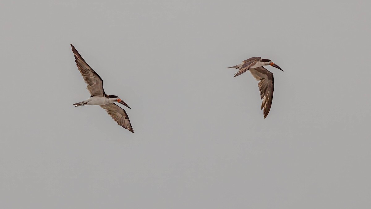 Black Skimmer - ML620443145