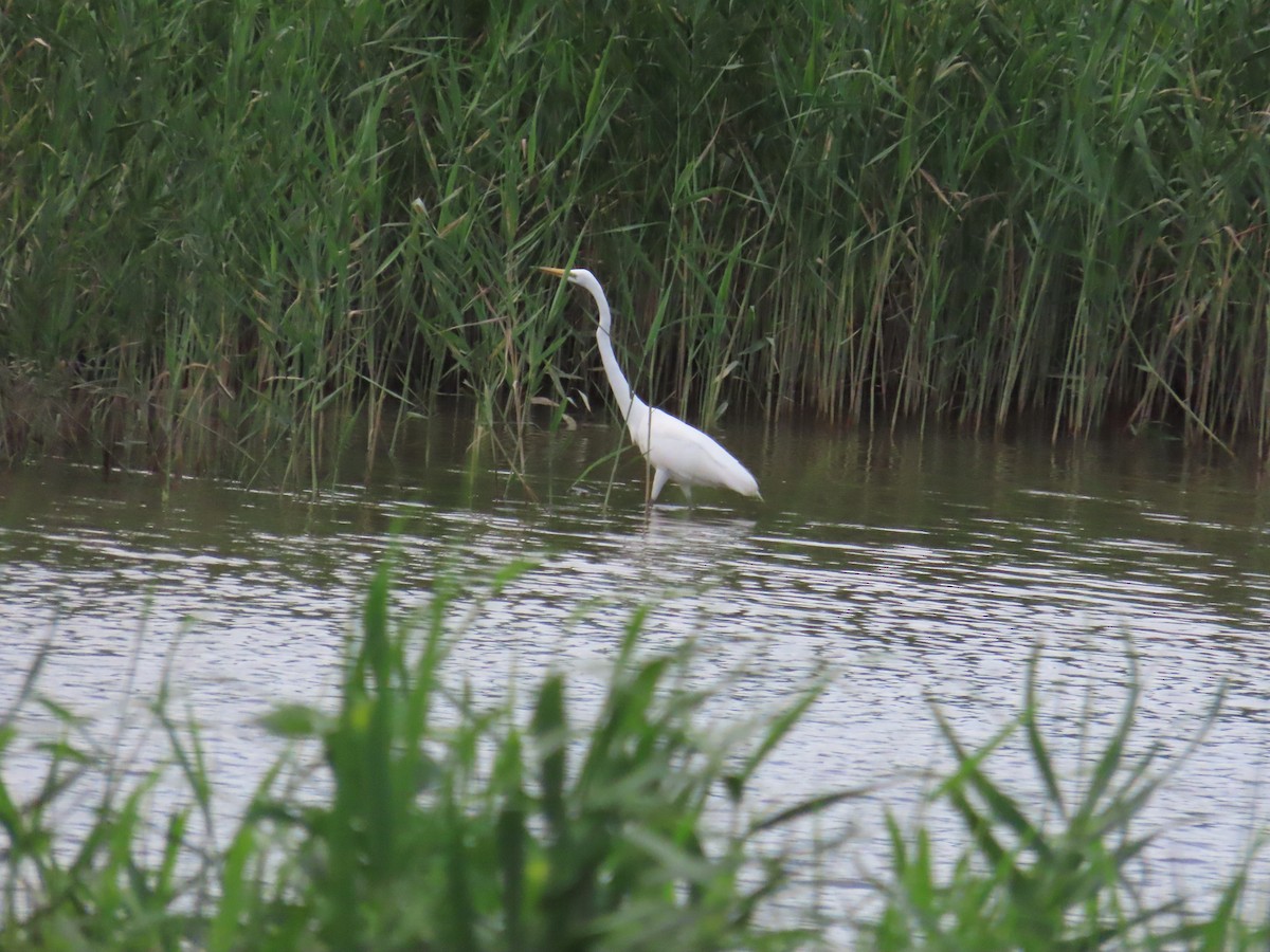 Great Egret - ML620443146