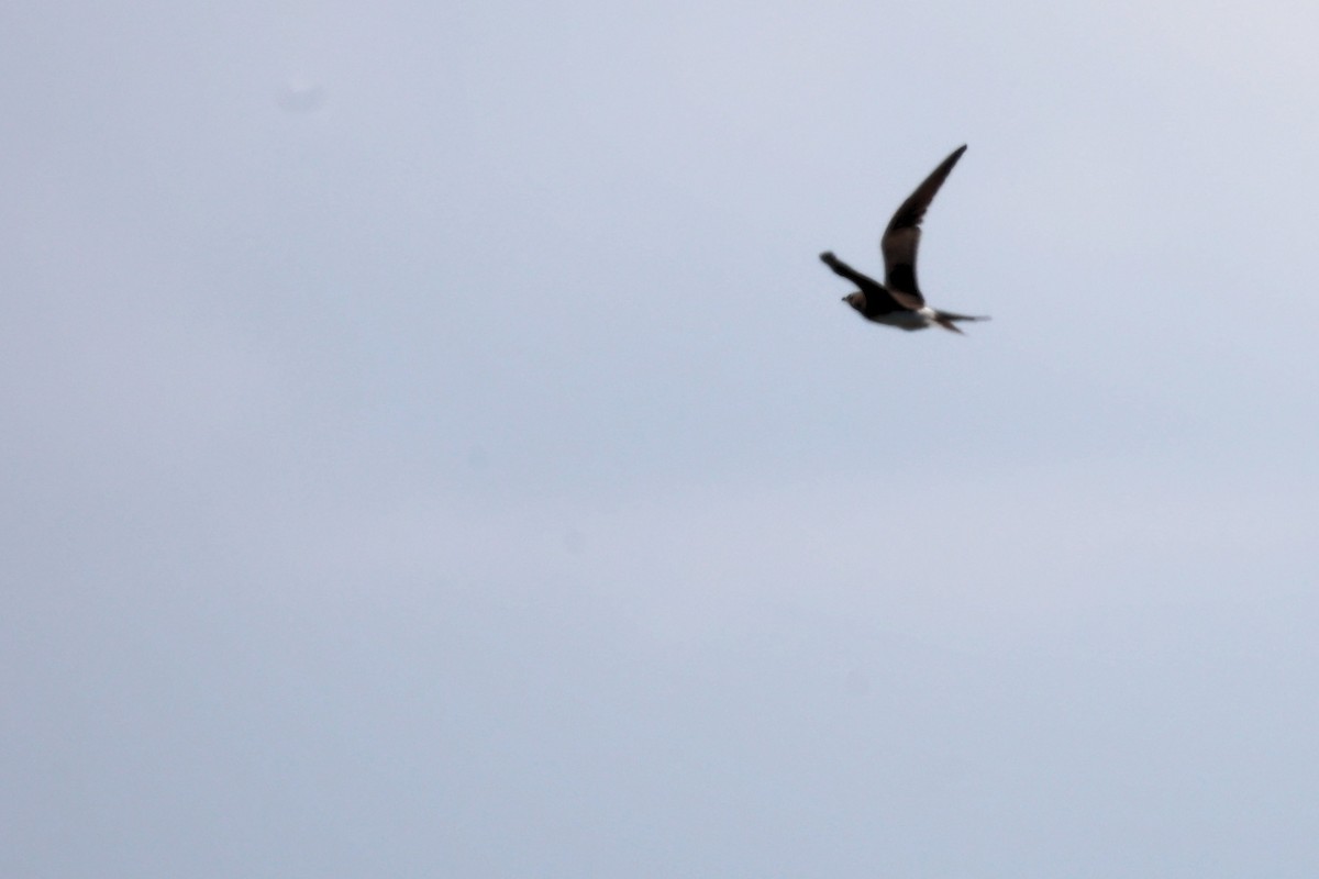 Collared Pratincole - ML620443152