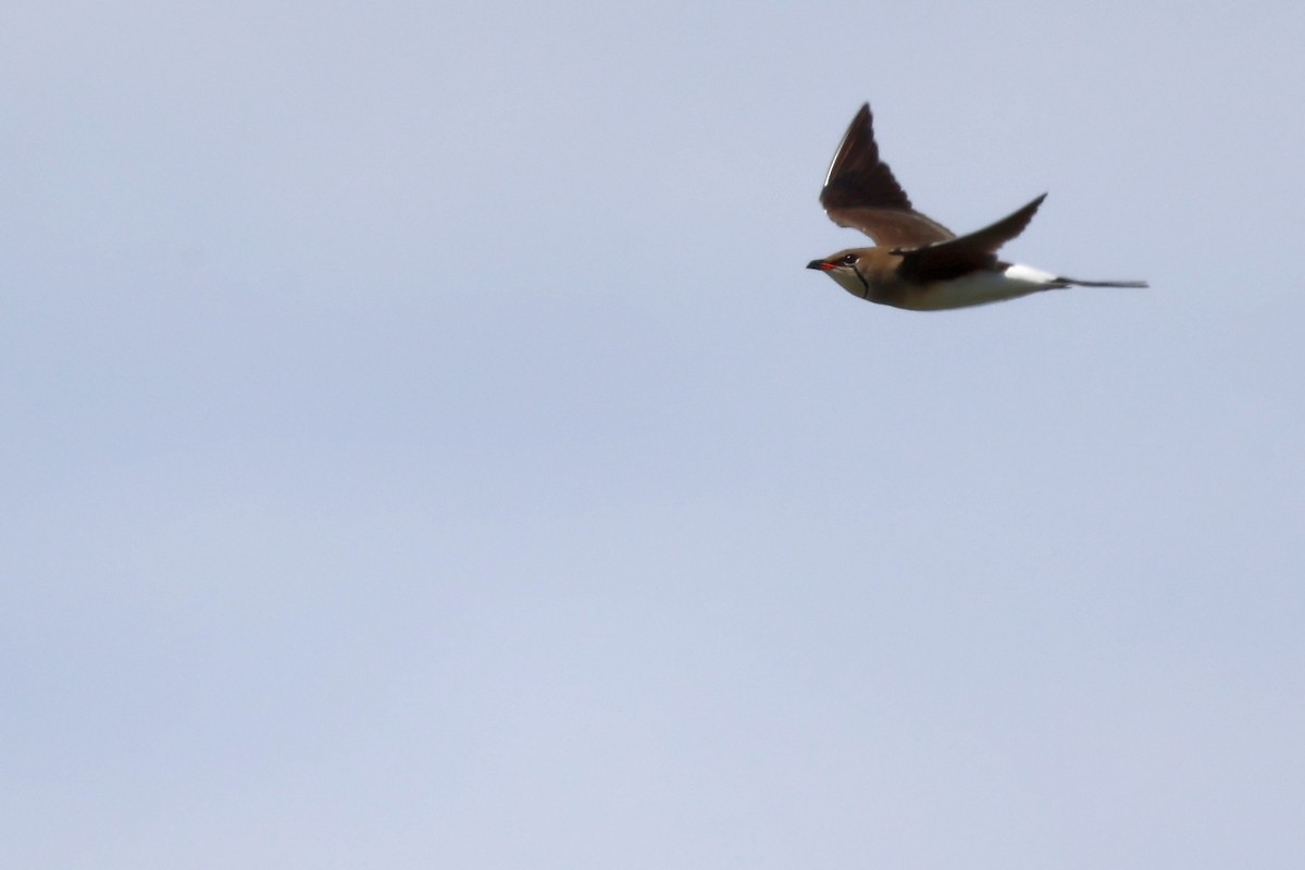 Collared Pratincole - ML620443153