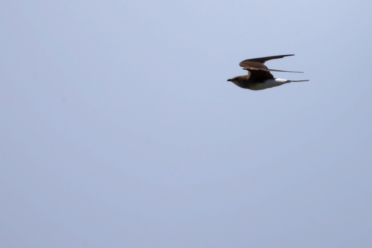 Collared Pratincole - ML620443154