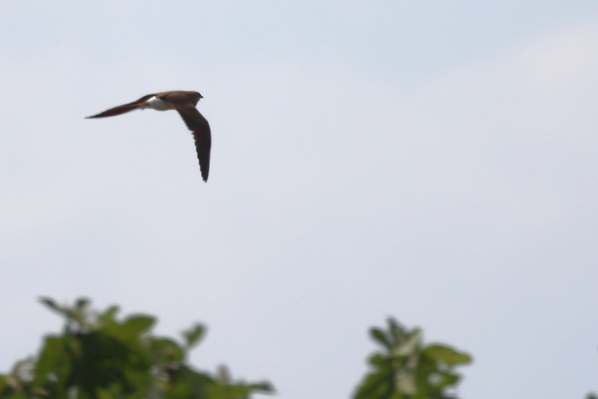 Collared Pratincole - ML620443156