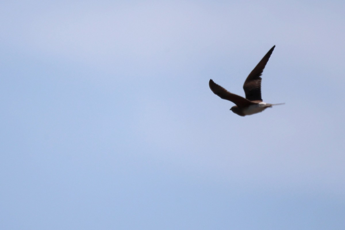 Collared Pratincole - ML620443157