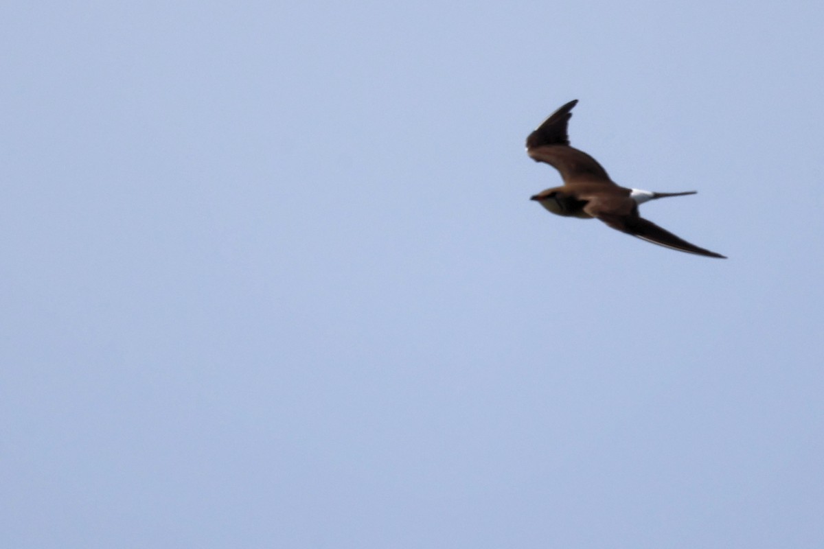 Collared Pratincole - ML620443158