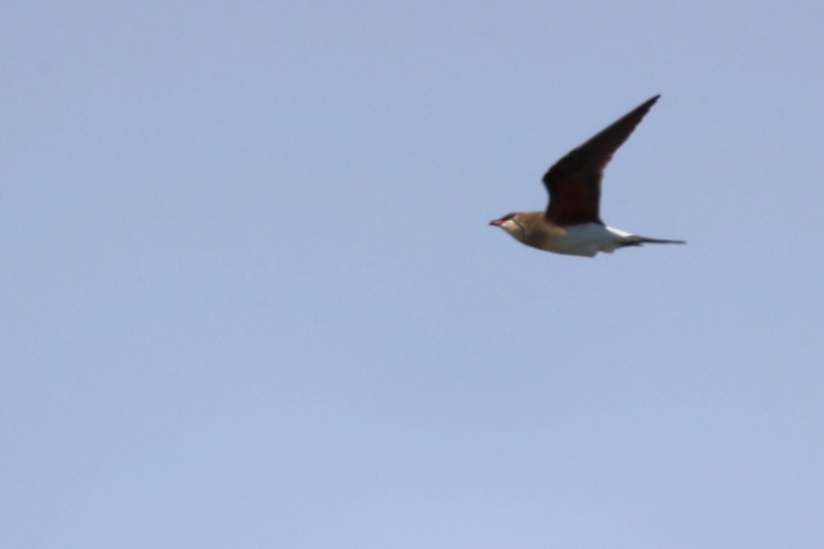 Collared Pratincole - ML620443160