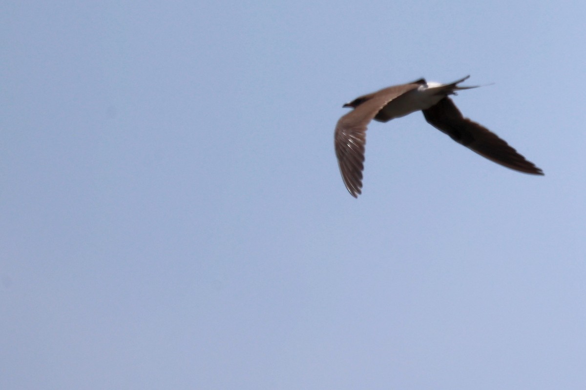 Collared Pratincole - ML620443161