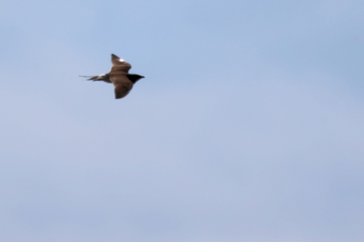 Collared Pratincole - ML620443162