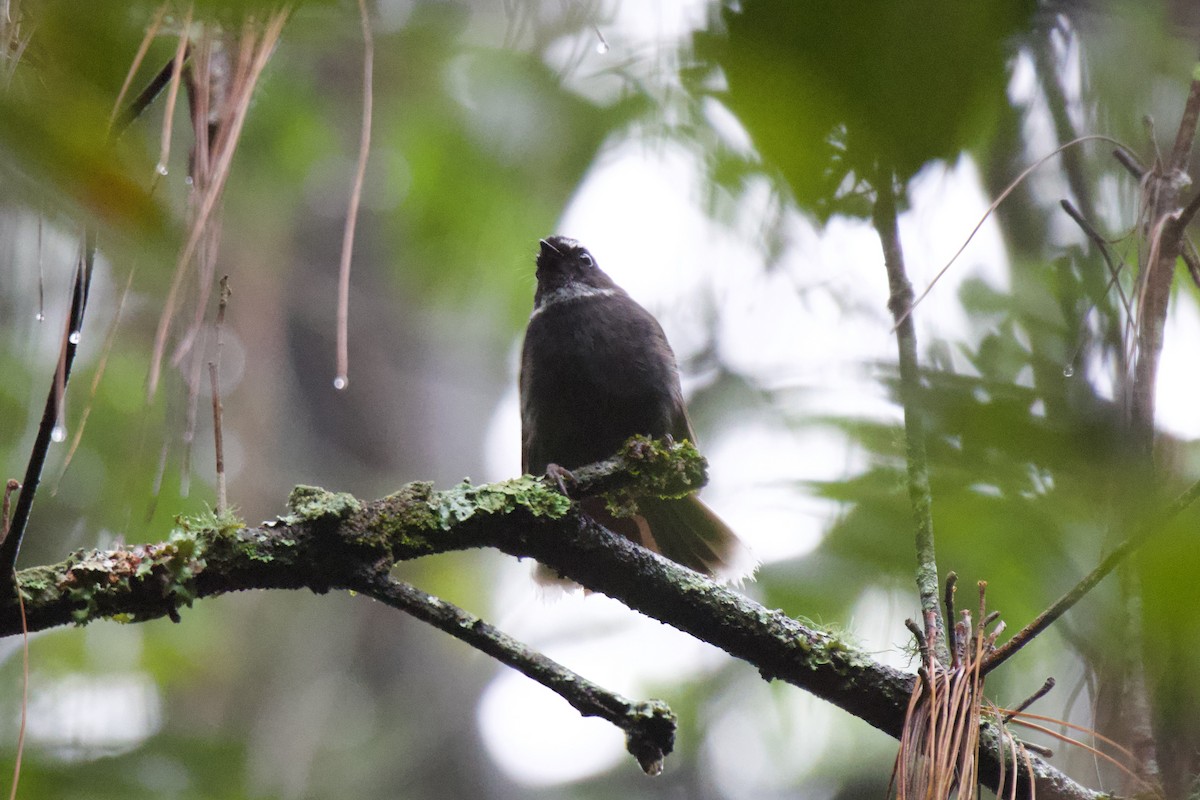 White-throated Fantail - ML620443165