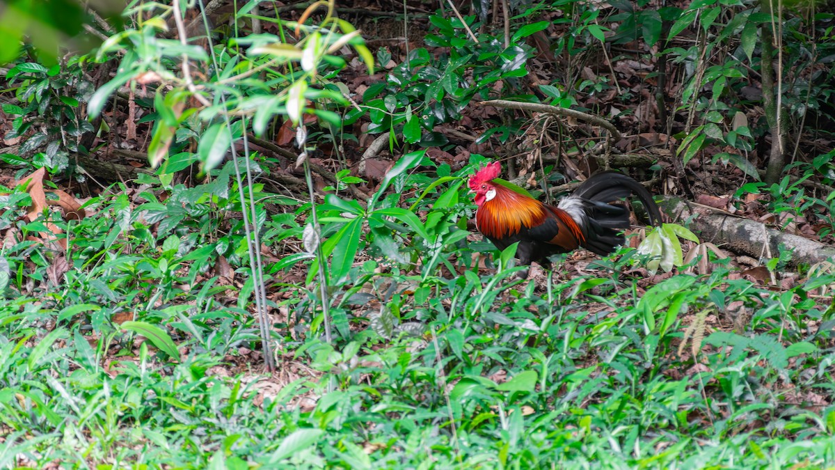 Red Junglefowl - ML620443170