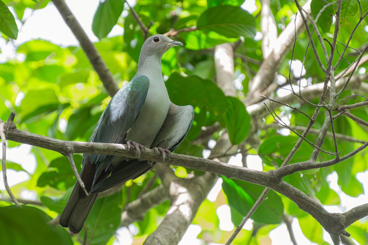 Green Imperial-Pigeon - ML620443174