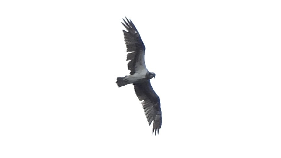 Águila Pescadora - ML620443175