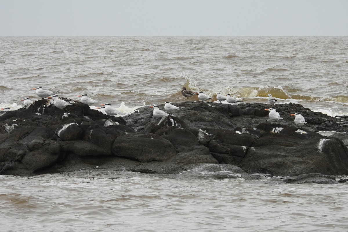 Olrog's Gull - ML620443182