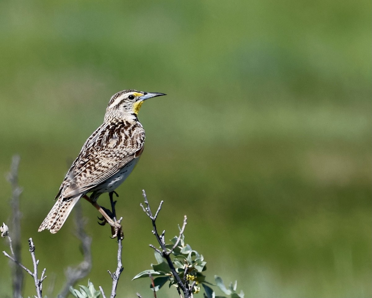 Western Meadowlark - ML620443189