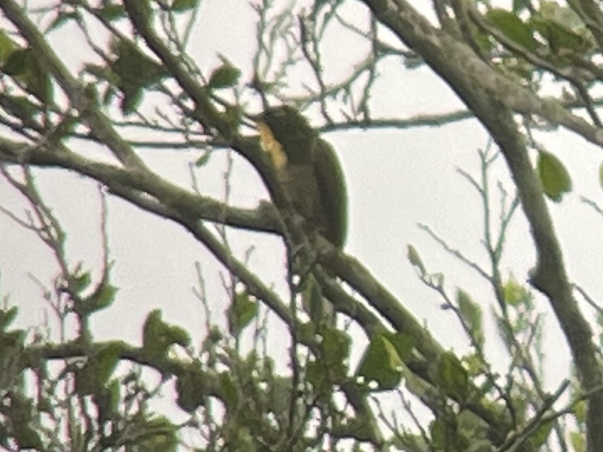 Yellow-throated Cuckoo - ML620443191