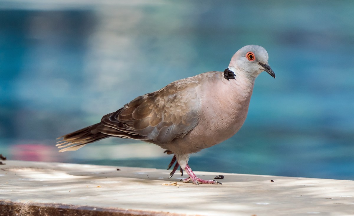 Mourning Collared-Dove - ML620443223