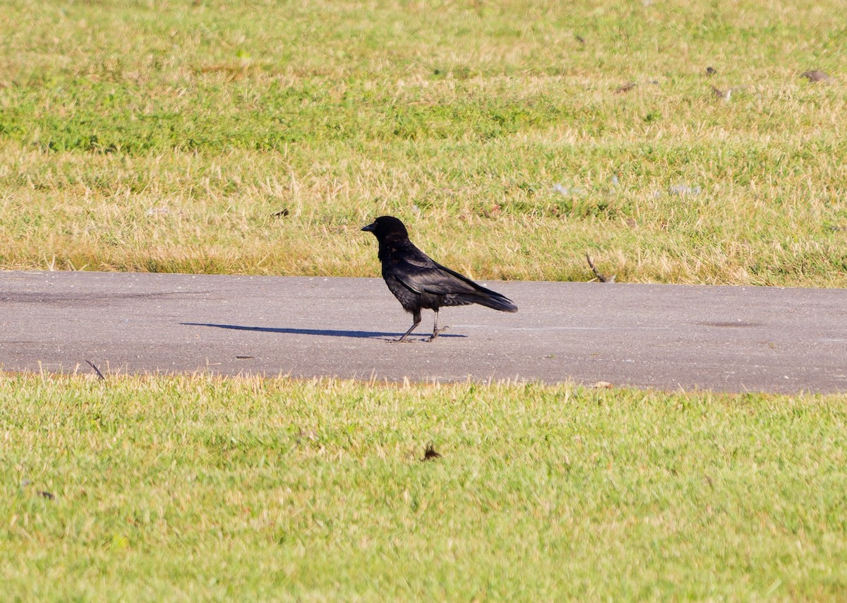 American Crow - ML620443224